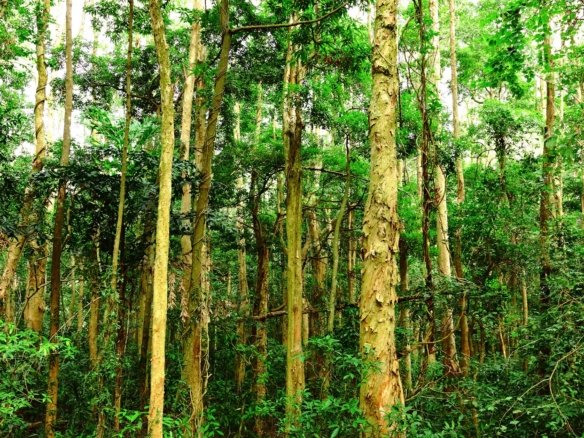 Spacious Land