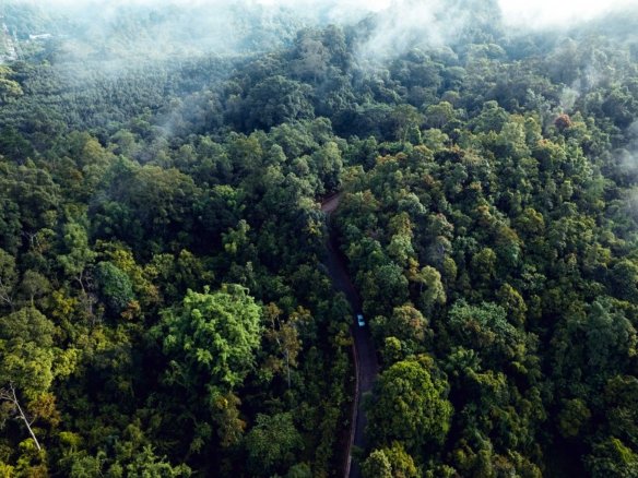 Forest for Sale